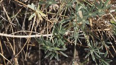 Lupinus excubitus austromontanus