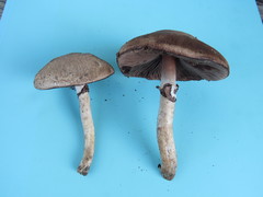 Agaricus langei
