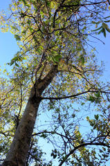Combretum erythrophyllum
