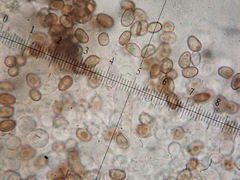 Agaricus langei