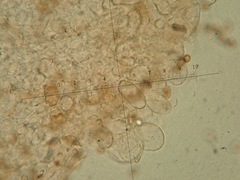 Agaricus langei