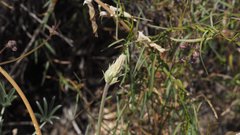 Lupinus excubitus austromontanus