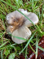 Russula nauseosa