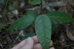 Vincetoxicum polyanthum