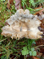 Russula nauseosa