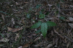 Vincetoxicum polyanthum