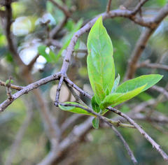 Combretum erythrophyllum