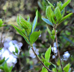 Combretum erythrophyllum