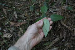 Vincetoxicum polyanthum