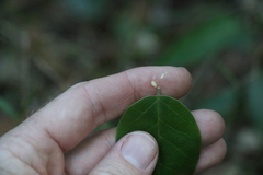 Vincetoxicum polyanthum