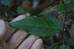 Vincetoxicum polyanthum