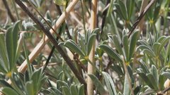 Lupinus excubitus austromontanus
