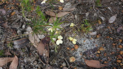 Stylidium scandens