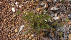 Stylidium scandens