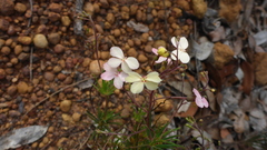 Stylidium scandens