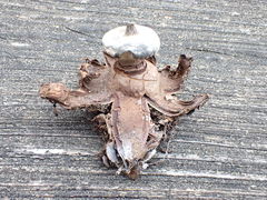 Geastrum striatum