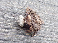 Geastrum striatum