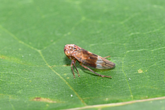 Metidiocerus elegans