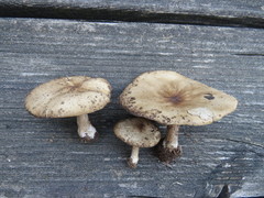 Melanoleuca brevipes