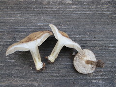 Melanoleuca brevipes