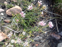 Phylica lachneaeoides