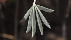 Lupinus excubitus austromontanus