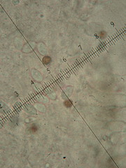 Melanoleuca brevipes