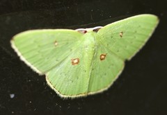 Comostola leucomerata