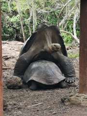 Chelonoidis niger chathamensis
