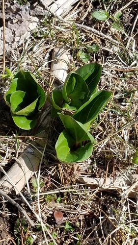 Image of Trillium petiolatum by (c) Charles Swift, some rights reserved (CC BY)