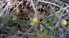 Hibbertia cunninghamii