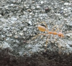 Oecophylla smaragdina