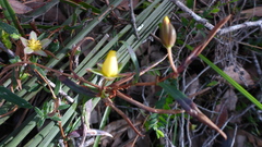 Hibbertia cunninghamii