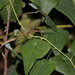 Echinostephia aculeata - Photo (c) Greg Tasney, algunos derechos reservados (CC BY-SA), uploaded by Greg Tasney