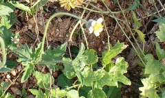 Oligodon fasciolatus