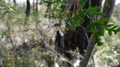 Petrophile diversifolia