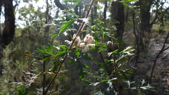 Petrophile diversifolia