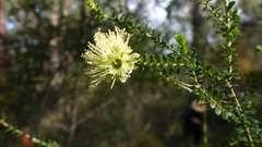 Kunzea sulphurea