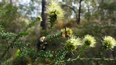 Kunzea sulphurea