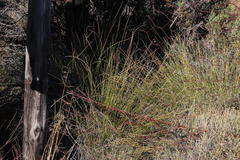 Tenaxia disticha