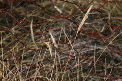 Tenaxia disticha