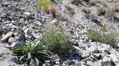 Lupinus excubitus austromontanus