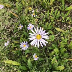 Aster koraiensis