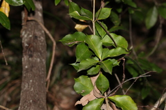 Alyxia magnifolia