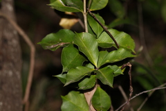 Alyxia magnifolia
