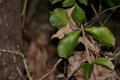 Alyxia magnifolia