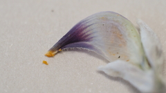 Lupinus excubitus austromontanus