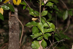 Alyxia magnifolia
