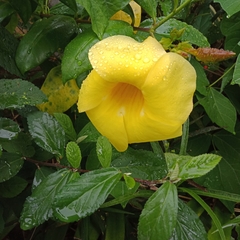 Allamanda cathartica