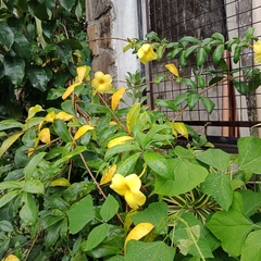Allamanda cathartica